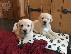 PoulaTo: Πωλούνται σκυλιά και κουτάβια Labrador Retriever